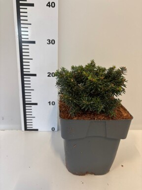Abies koreana 'Cis' arbuste 50-60 cm C3