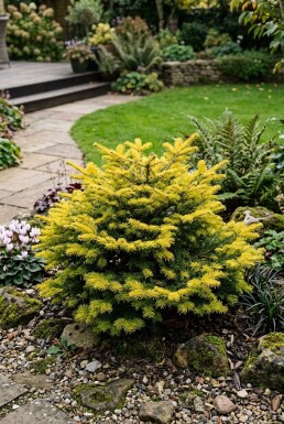 Abies nordmanniana 'Golden Spreader' arbuste 50-60 cm C3