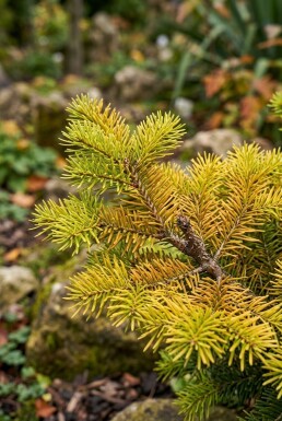 Abies nordmanniana 'Golden Spreader' arbuste 50-60 cm C3
