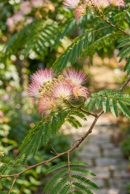 Albizia julibrissin 'Ombrella' sur tige 80 cm C7,5