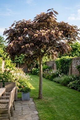 Albizia julibrissin 'Summer Chocolate' sur tige 80 cm C7,5