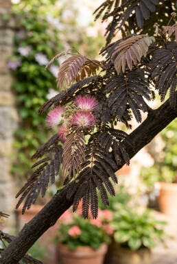 Albizia julibrissin 'Summer Chocolate' sur tige 80 cm C7,5