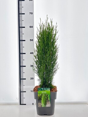 Ginkgo biloba 'Menhir' arbuste 50-60 cm C3