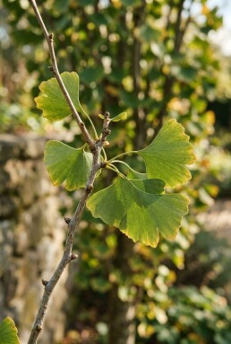 Ginkgo biloba 'Menhir' arbuste 50-60 cm C3