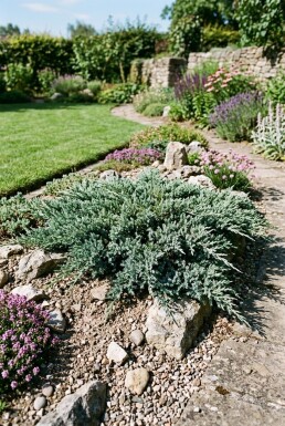 Juniperus horizontalis 'Blue Chip' arbuste 25-30 cm C3