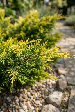 Juniperus pfitzeriana 'Gold Star' arbuste 25-30 cm C3