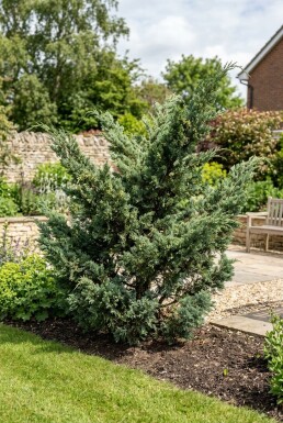Juniperus media 'Hetzii' arbuste 25-30 cm C3