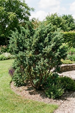 Juniperus media 'Hetzii' arbuste 25-30 cm C3