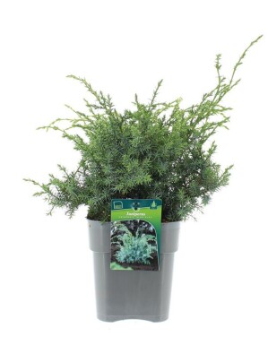 Juniperus chinensis 'Blue Alps' arbuste 30-40 cm C3