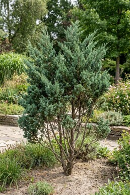 Juniperus chinensis 'Blue Alps' arbuste 30-40 cm C3