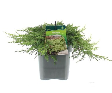 Juniperus communis 'Green Carpet' arbuste 30-40 cm C3