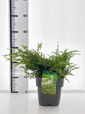 Juniperus communis 'Repanda' arbuste 30-35 cm C3