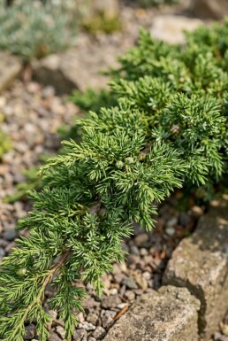 Juniperus communis 'Repanda' arbuste 30-35 cm C3
