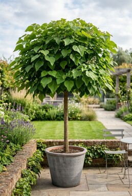 Catalpa bignonioides 'Nana' boule sur tige 60 cm C5
