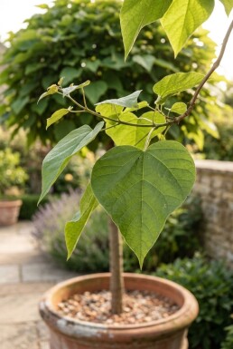 Catalpa bignonioides 'Nana' boule sur tige 60 cm C5