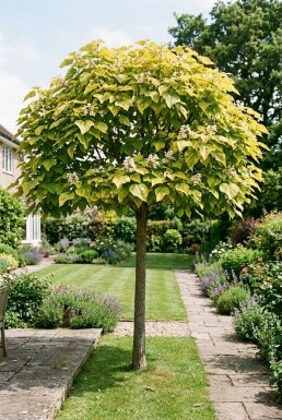 Catalpa bignonioides 'Aurea' sur tige 120 cm C7,5