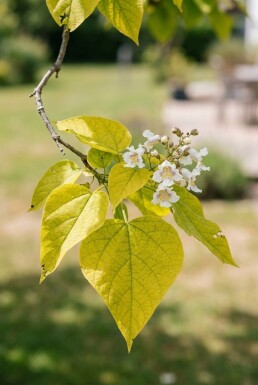 Catalpa bignonioides 'Aurea' sur tige 120 cm C7,5