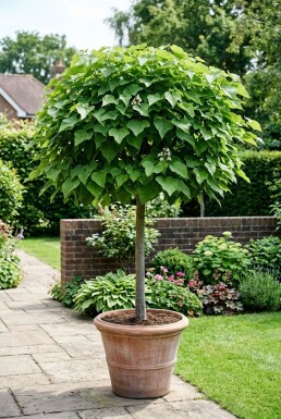Catalpa bignonioides 'Nana' boule sur tige 120 cm C7,5
