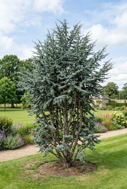 Cedrus atlantica 'Glauca' arbuste 50-60 cm C3