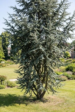 Cedrus atlantica 'Glauca' arbuste 50-60 cm C3