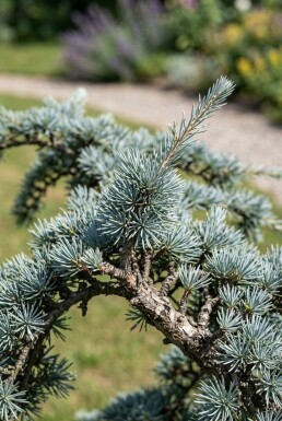 Cedrus atlantica 'Glauca' arbuste 50-60 cm C3
