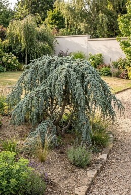 Cedrus libani 'Glauca Pendula' arbuste 20-30 cm C2