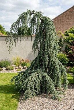 Cedrus libani 'Glauca Pendula' arbuste 20-30 cm C2