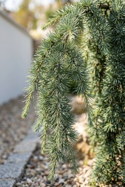 Cedrus libani 'Glauca Pendula' arbuste 20-30 cm C2