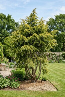 Cedrus deodara 'Aurea' arbuste 50-60 cm C3