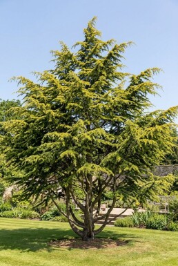 Cedrus deodara 'Aurea' arbuste 50-60 cm C3