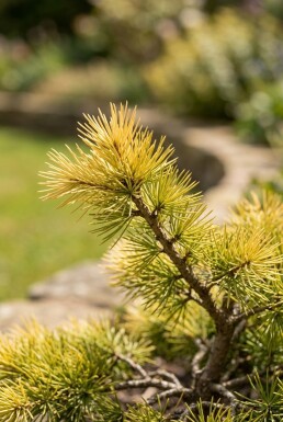Cedrus deodara 'Aurea' arbuste 50-60 cm C3