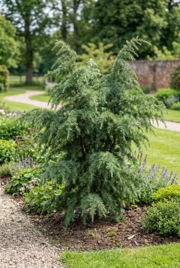 Cedrus deodara 'Eisregen' arbuste 50-60 cm C3