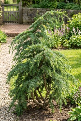 Cedrus deodara 'Eisregen' arbuste 50-60 cm C3