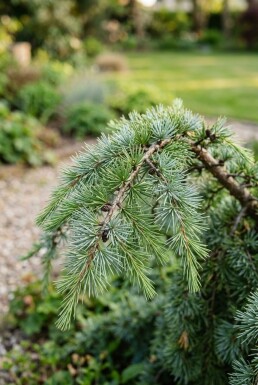 Cedrus deodara 'Eisregen' arbuste 50-60 cm C3