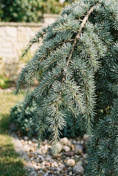 Cedrus deodara 'Feelin' Blue' arbuste 50-60 cm C3