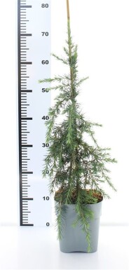 Cedrus deodara 'Feelin' Blue' arbuste 50-60 cm C3