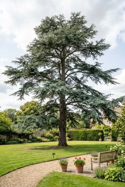 Cedrus libani 'Glauca' arbuste 50-60 cm C3