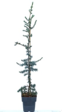 Cedrus libani 'Glauca' arbuste 50-60 cm C3