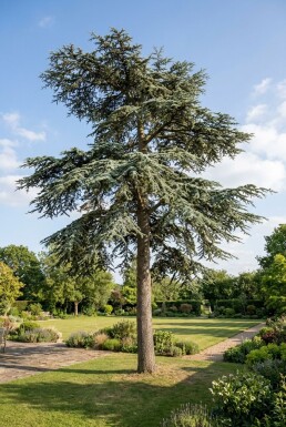 Cedrus libani 'Glauca' arbuste 50-60 cm C3