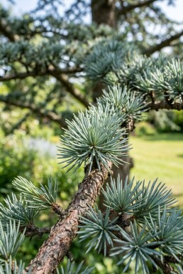 Cedrus libani 'Glauca' arbuste 50-60 cm C3