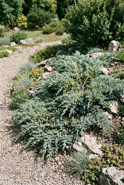 Juniperus communis 'Silver Carpet' arbuste 30-40 cm C3