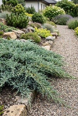 Juniperus communis 'Silver Carpet' arbuste 30-40 cm C3