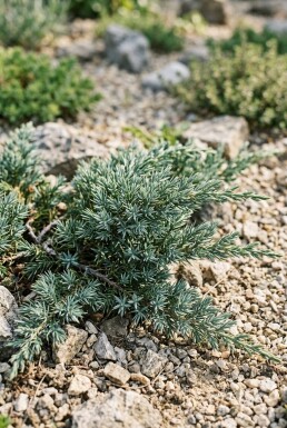 Juniperus communis 'Silver Carpet' arbuste 30-40 cm C3