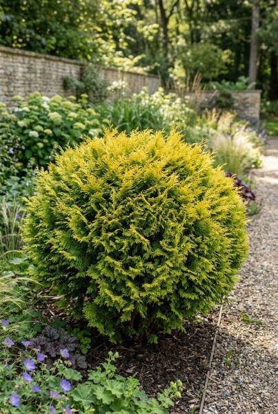 Chamaecyparis 'Butterball' arbuste 15-20 cm C2