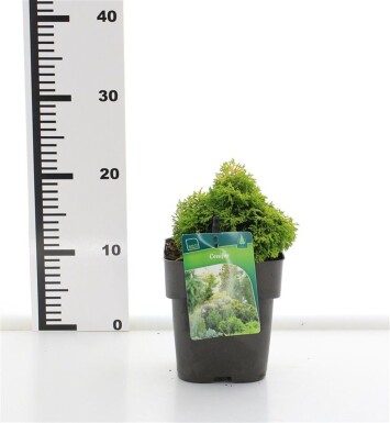 Chamaecyparis 'Butterball' arbuste 15-20 cm C2