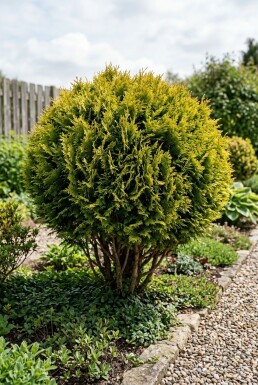 Chamaecyparis 'Butterball' arbuste 15-20 cm C2