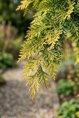 Chamaecyparis 'Butterball' arbuste 15-20 cm C2