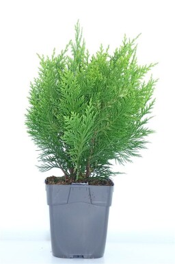 Chamaecyparis lawsoniana 'Ivonne' arbuste 25-30 cm C1