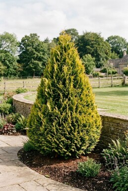 Chamaecyparis lawsoniana 'Ivonne' arbuste 25-30 cm C1