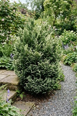 Chamaecyparis lawsoniana 'Pearly Swirls' arbuste 30-40 cm C2